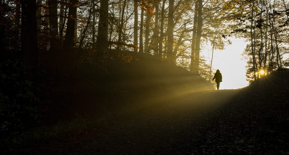 silhouette of person walking on pathway between trees during daytime silhouette of person walking on pathway between trees during daytime