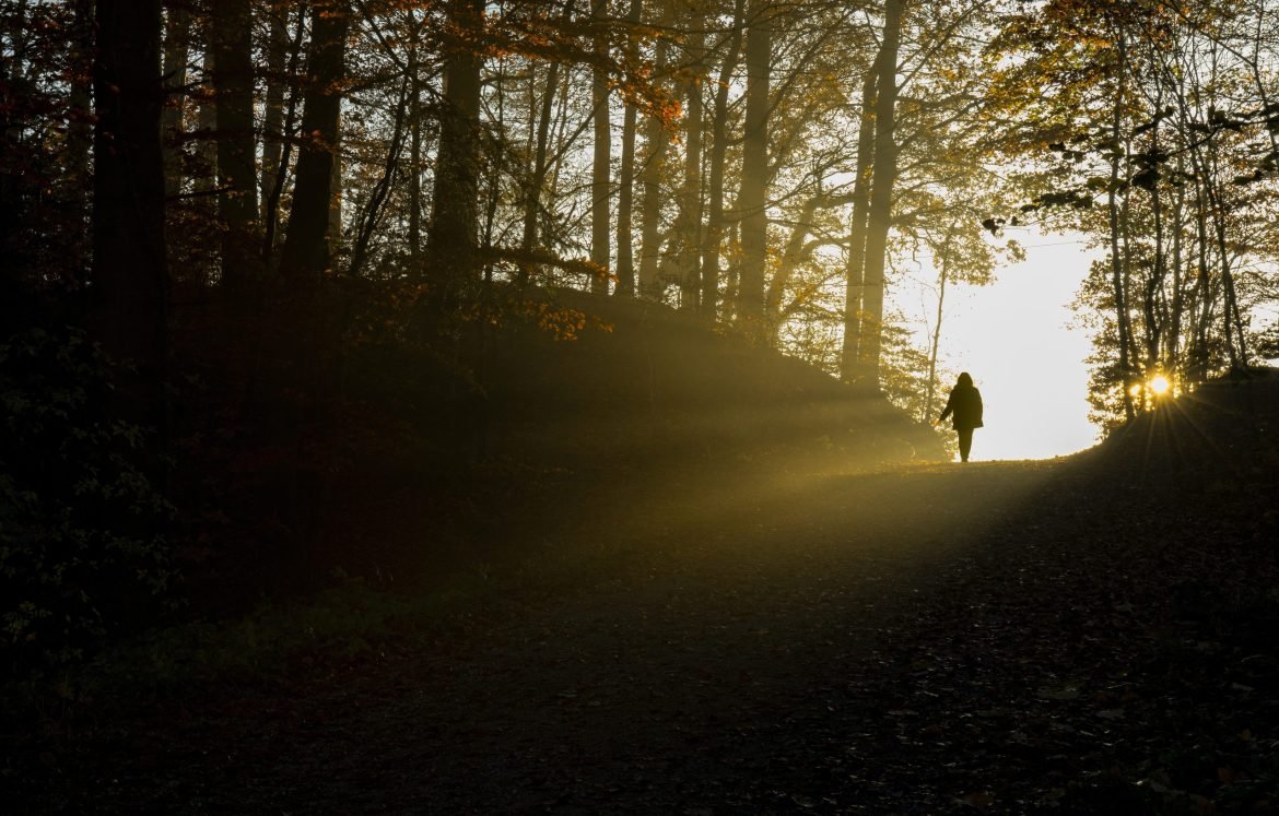 silhouette of person walking on pathway between trees during daytime silhouette of person walking on pathway between trees during daytime