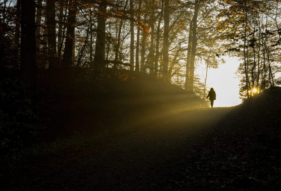 silhouette of person walking on pathway between trees during daytime silhouette of person walking on pathway between trees during daytime