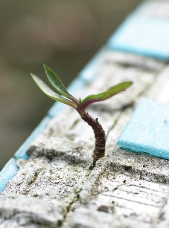 Tomber sept fois, se relever huit : symbole de résilience