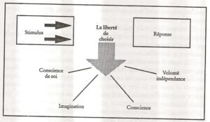 Les 4 facultés humaines selon Covey (fondements de la proactivité)