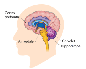 Hippocampe — Cortex